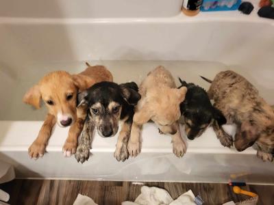 Litter of foster puppies in a bathtub with front feet on the edge